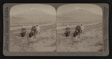 Photo:Chimborazo Ecuador 1900s Ice-Crested Mountain Cattle Road Stereoview picture