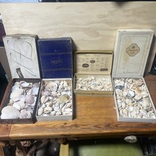 Lot vintage Assorted Seashells Marine Fossils Unique Beach Nautical Decor 7 lbs picture