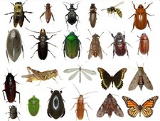 55+ Dead BUGS Preserved In Alcohol For Pinning picture