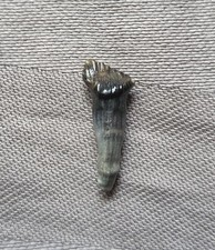 Rare Fully Rooted Pachycephalosaurus Dinosaur Tooth Fossil Hellcreek Fm picture