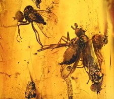 4x Super Detailed Microphoridae (Fly), Fossil Inclusion in Baltic Amber picture