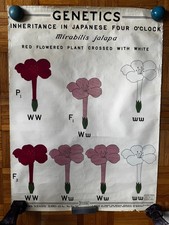 Vintage 1941 BIG Genetics Pollination Educational Pull Down Wall Chart 36 x 49 picture