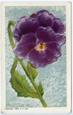 Vintage 1909 F. H. Alt Copyright Purple Pansy Flower Postcard Antique Greetings picture