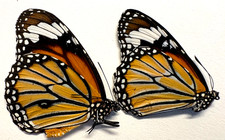 Pair of Danaus genutia - Lot of 2 Asian Tiger Monarchs, A1 Unspread, Thailand picture