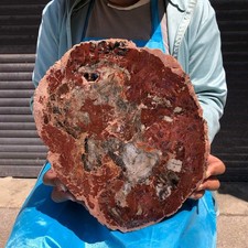 7.32LB Large Natural Wood Petrified Crystal Fossil Slice Specimen Healing 6398 picture