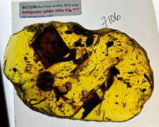 A101 BU7106 Beautiful 42g millipedes ants spider Burmese Amber Burmite 99mya picture