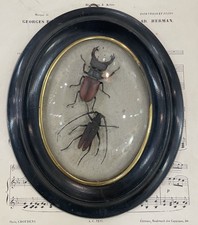 Rare Antique French Insect Taxidermy Domed Glass Wooden Frame c1880 picture