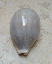 F Cypraea camelopardalis wow LARGE SIZE 82mm F+++ red sea shell superb lyncina picture