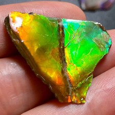 Natural Two Sided Ammolite Cabochon Fiery Orange Green Ammonite Fossil #3045-39 picture