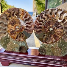 3.46LB 1pair of Natural conch slice polished Fossil Madagasca picture
