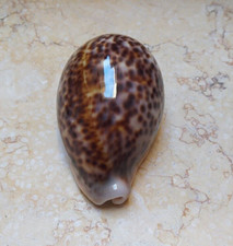 F Cypraea pantherina nice color red sea shell natural glossy F++++F+++ 92.5mm picture