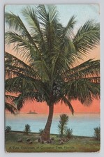 A Fine Specimen of Cocoanut Coconut Tree Florida picture