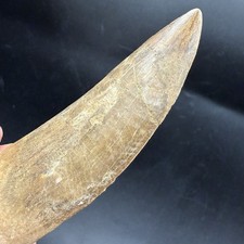 T Rex Cousin - HUGE Charcharodontosaurus DINOSAUR TOOTH FOSSIL 3.84” REAL picture