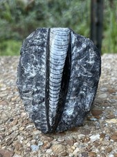 Natural Large Orthoceras Fossil- Beautiful 3.4” Fossil Orthoceras Cephalopod picture