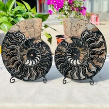 940g Large Natural Black Conch Ammonite Crystal Geode Slices Specimen Reiki picture
