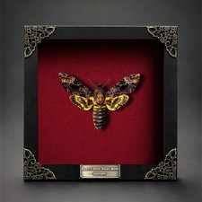 Death Head Moth Taxidermy Framed Real Acherontia Specimen Gothic Oddities picture