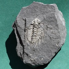 Ultra rare trilobite, Leonaspis chacaltayana: Bolivia Silurian trilobite fossil picture