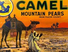 Vintage Late 1960s-90s Camel Mountain Pears Crate Label 🍐 Loomis CA Desert picture