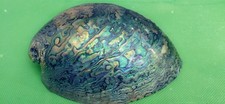 Abalone Shell From New Zealand Known As Paua picture