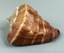 Rhinovasum triangulare 74.7mm GIANT Near GEM South Africa with Operculum Data picture