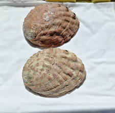 Pair Large Raw Pink Abalone Shells Natural Mother of Pearl Craft Grade 9