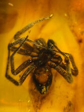 Burmese burmite Cretaceous big Spider insect fossil amber Myanmar Ring picture