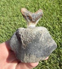 Fossil Megalodon Shark Tooth Mounted in Fossil Whale Vertebrae Free Standing picture
