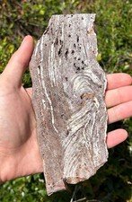 Stromatolite Fossil Bolivia Precambrian El Molino Formation BIG 7.31” Polished picture