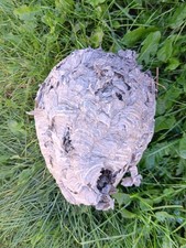 Very Large Real Hornet's Nest Hive Paper Wasp 13 Inch X 9 Inch picture