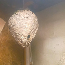 bee hive  picture