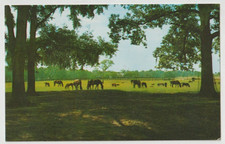 THOROUGHBRED Horse Postcard ROSEMERE FARM OCALA FLORIDA picture