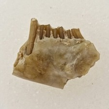 Palaeolagus Jaw Fossil - Rabbit - White River Group - Brule Fm. - Crawford, NE picture
