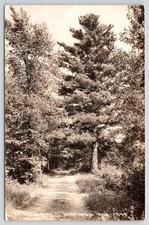 Northern Wisconsin Road Scene Tree Lined Dirt Road RPPC picture