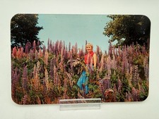 Vintage Real Photo Postcard Lupins Western Nova Scotia by Bob Brooks picture