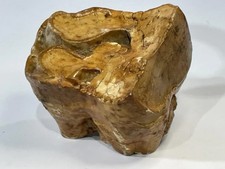 Woolly Rhino Molar Tooth Fossil Ice Age Pleistocene 1lb, 3+ inches. Heavily worn picture