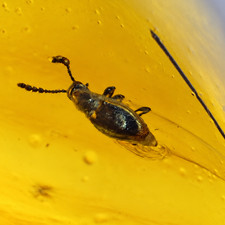 Real yellow Dominican amber Beetle stone 33mm picture