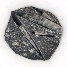 Orthoceras Plate 11” X 9” Polished Devonian Fossils 5.5 Pounds picture