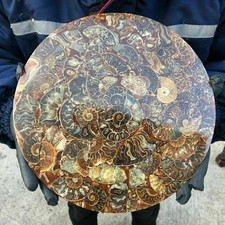 TOP!10Inch Natural Ammonite Disc Fossil Conch Specimen Healing 1PC 800g-1000g. picture