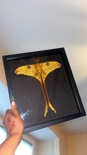 Real Moth Specimen Display Picture Frame, Argema mittrei Male Madagascar picture