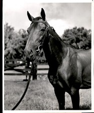 LD335 1951 Original Photo FAMOUS GERMAN RACING HORSE