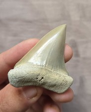 Rare Quality Colorful Aurora Lee Creek Mako Shark Tooth Fossil NC Megalodon age picture