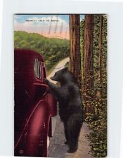 Postcard Bearly Able To Write with Black Bear Car Trees Nature Scenery picture