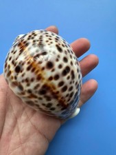 91.5mm |Cypraea Tigris Hinnulea| F+++ GEM | SPECIAL PINK colour | Strange dots picture