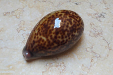 F Cypraea pantherina  nice color  red sea shell natural glossy F++++F+++ 92.5mm picture