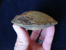 Amazing 3 million year old FOSSIL RIVER SHELL Deep South FOSSIL ~92~ picture