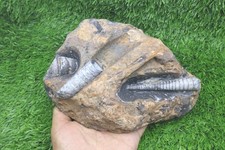 Orthoceras Fossil Plate – Genuine Devonian Sea Creature from Morocco picture