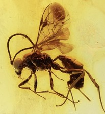 Dominican Amber Natural - With Various Insects & Plants- EARLY CHRISTMAS SALE picture
