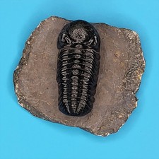 Phacops Rana Fossil Trilobite Atlas Mountains Morocco Professionally Prepared #3 picture