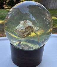 Vintage Nature Gems Hermit Crab Specimen Paperweight Educational Embedments USA picture