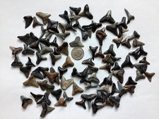 100 Quality fossil shark teeth - Venice, Florida - picture